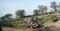 Nomad people under green Trees beside Indian Railway