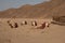 Nomad tent and camel in desert