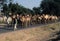 Nomadic family herds their camels