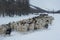 The nomadic family moves out with their livestock to another steppe in the cold winter, Ovorkhangai region in Mongolia.