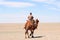 Nomadic herdsman on his camel Mongolia