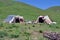 Nomadic tents on hillside, Turkey