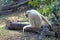 Nomascus concolor. Female white-cheeked crested Gibbon in the Park