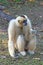 Nomascus concolor. Female white-cheeked Gibbon holding a banana