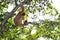 (Nomascus) Gibbon monkey and her baby