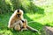 Nomascus, Gibbon monkey and her baby