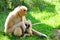 Nomascus, Gibbon monkey and offspring