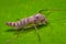 A non-biting Midge rests on a leaf