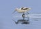 Non-breeding adult American avocet Recurvirostra americana foraging