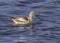 Non-breeding adult American avocet Recurvirostra americana swimming