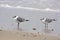 Non-breeding adult laughing gulls on the shore