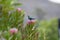 Non breeding malachite sunbird Nectarinia famosa looking left, sitting on pink protea flower