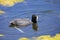 Non-breeding Red-knobbed Coot Fulica cristata foraging  Leidam, Monatgu, Western Cape, South Africa