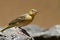 Non-breeding Southern Masked-Weaver