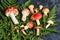 Non-edible poisonous mushrooms and fly agarics on the background of fern leaves