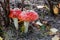 Non-edible poisonous red mushroom Amanita in a forest clearing among the grass, twigs and leaves of the forest