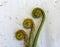 Non-farmed vegetable - Creative studio shot of fiddlehead fern wild vegetables in hilly area