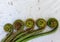 Non-farmed vegetable - Creative studio shot of fiddlehead fern wild vegetables in hilly area of Himachal Pradesh