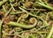 Non-farmed vegetable - Photo of fiddlehead fern wild vegetables in hilly area of Himachal Pradesh