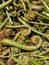 Non-farmed vegetable - Photo of fiddlehead fern wild vegetables in hilly area of Himachal Pradesh