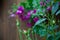 Non focus ornamental flower background of climbing pin Clematis viticella with green leaves at front near wooden decorative wall.