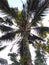 A non-fruitful coconut palm tree