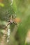 A non-native Wasp Spider, Argiope bruennichi, eating a fly that has got caught in its web in the wild in the UK.