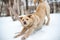 Non-pedigree dog stretching on snow
