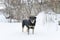 A non-pedigree stray sad dog stands outside in the winter in the snow