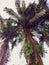 Non Productive Oil Palm Tree at plantation
