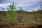 non specific nature forest bed details of foliage