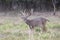 Non-typical buck lip curling during the rut