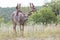 Non-typical Whitetail buck coming out of velvet