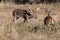 Non-typical whitetail buck running off spike buck