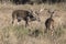 Non-typical whitetail buck running off spike yearling