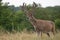 Non-typical whitetail buck in velvet in rain