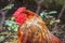 Non-urban outdoors scene of red colored rooster behind a metal net fence