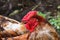 Non-urban outdoors scene of red colored rooster behind a metal net fence