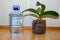 Non-waste pot for orchid flower from plastic water bottle