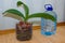 Non-waste pot for orchid flower from plastic water bottle