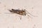 Nonbiting midge Chironomus sp. posed on a concrete wall