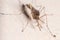 Nonbiting midge Chironomus sp. posed on a concrete wall