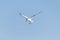 A nonbreeding adult Caspian tern Hydroprogne caspia flies over Edwin B. Forsythe National Wildlife Refuge, New Jersey, USA