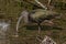 Nonbreeding Adult/ Immature White-faced Ibis Feeding in a Marsh