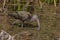 Nonbreeding Adult/Immature White-faced Ibis in Nevada