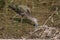 Nonbreeding Adult/Immature White-faced Ibis in Nevada