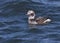 Nonbreeding female Long-tailed Duck or Oldsquaw Clangula hyemalis