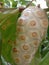 Noni is a Distinctive Exotic Fruit