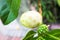 Noni fruit