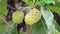 Noni fruit